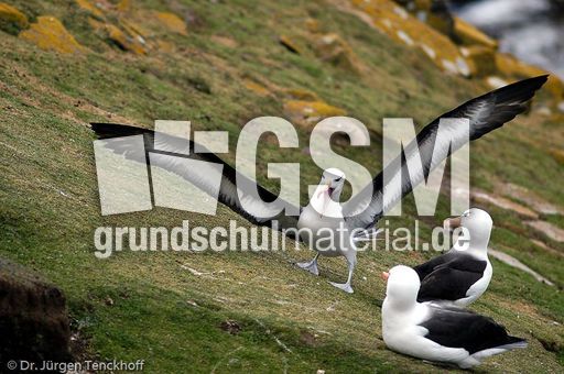 Schwarzbrauenalbatros (45 von 52).jpg